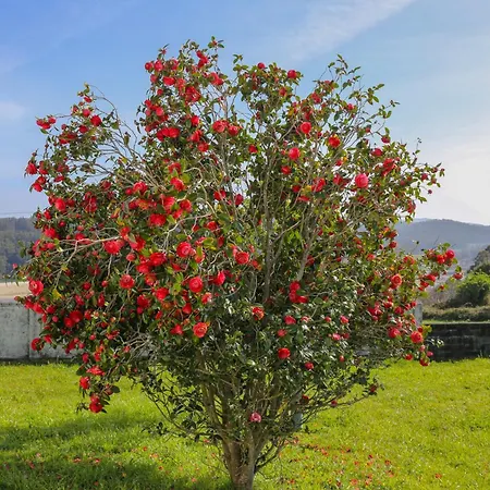 Casa de hóspedes Beachfront Surf & House, Charming & Quiet *